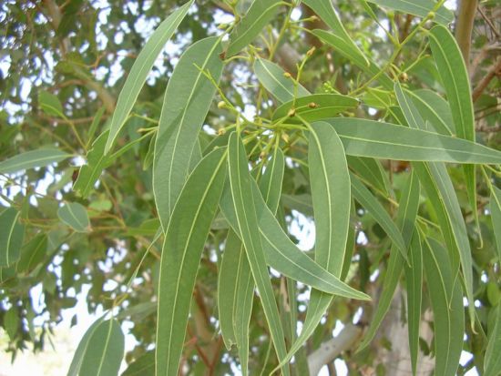 Cây Bạch Đàn Xanh. Eucalyptus globulus Labill - Cây Thuốc Nam Quanh Ta